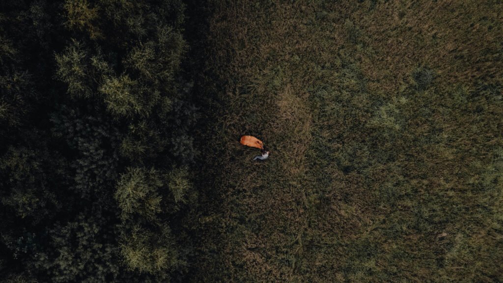 Ein braunes Pferd mitten auf einem Feld aus der Vogelperspektive
