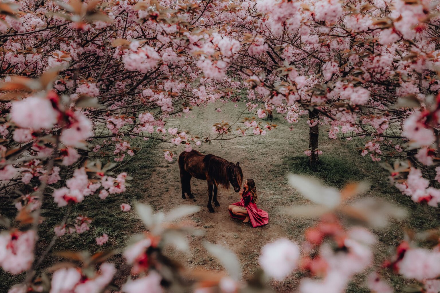 Ein Mädchen sitzt mit einem Pferd unter einem Kirschblütenbaum.