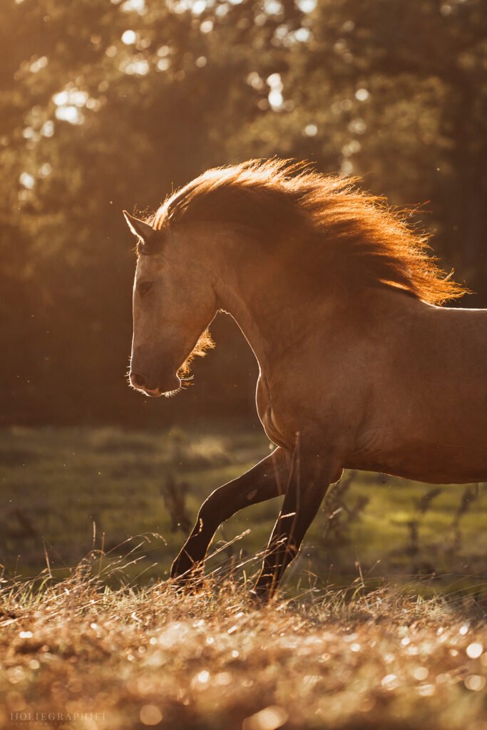 Gina Wetzler | Joliegraphie