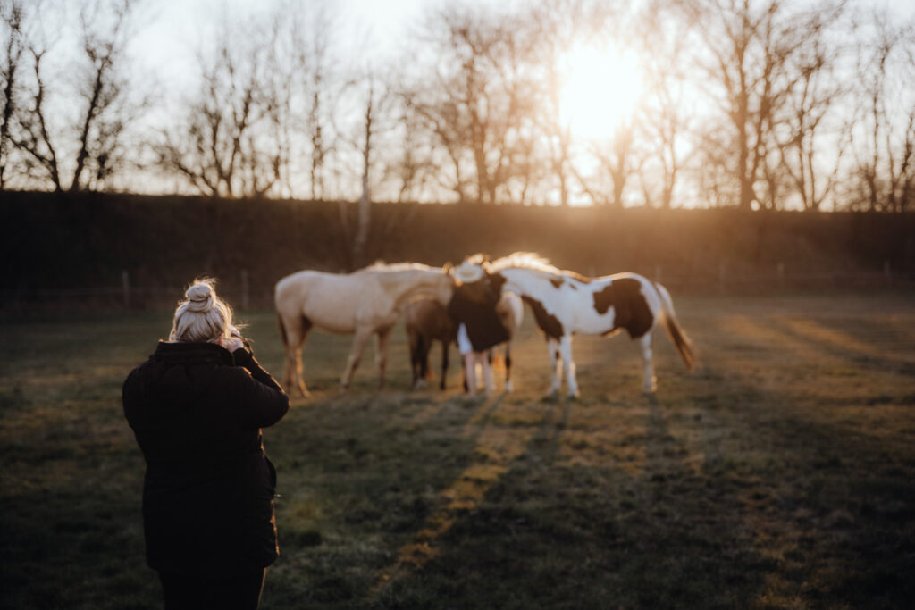 Gina Wetzler hält das stille Zusammensein einer Pferdeherde im Sonnenuntergang fest.