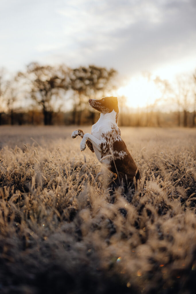 Ein Hund spielt bei Sonnenuntergang auf einem Feld.