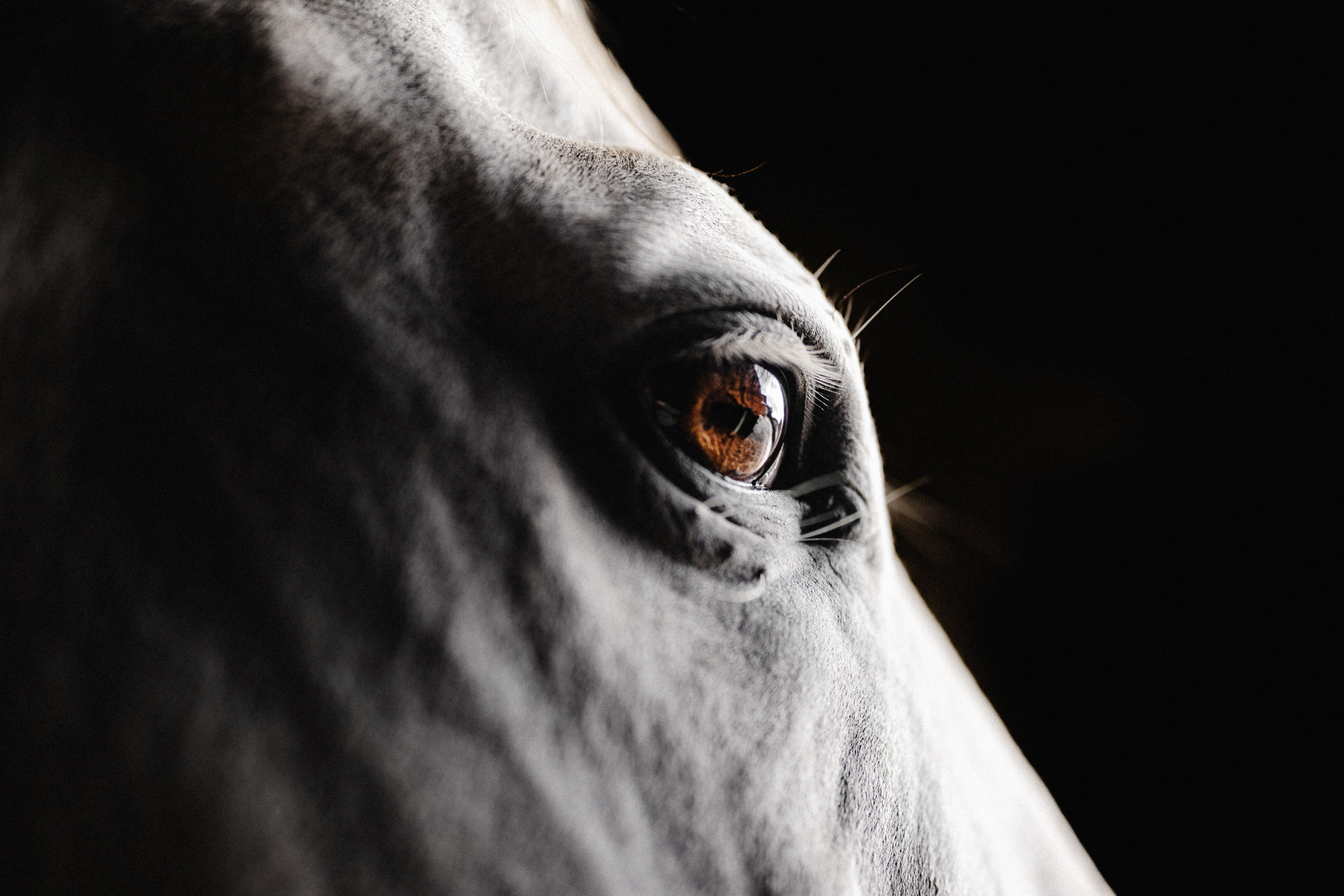 Eine Nahaufnahme des Auges eines weißen Pferdes.