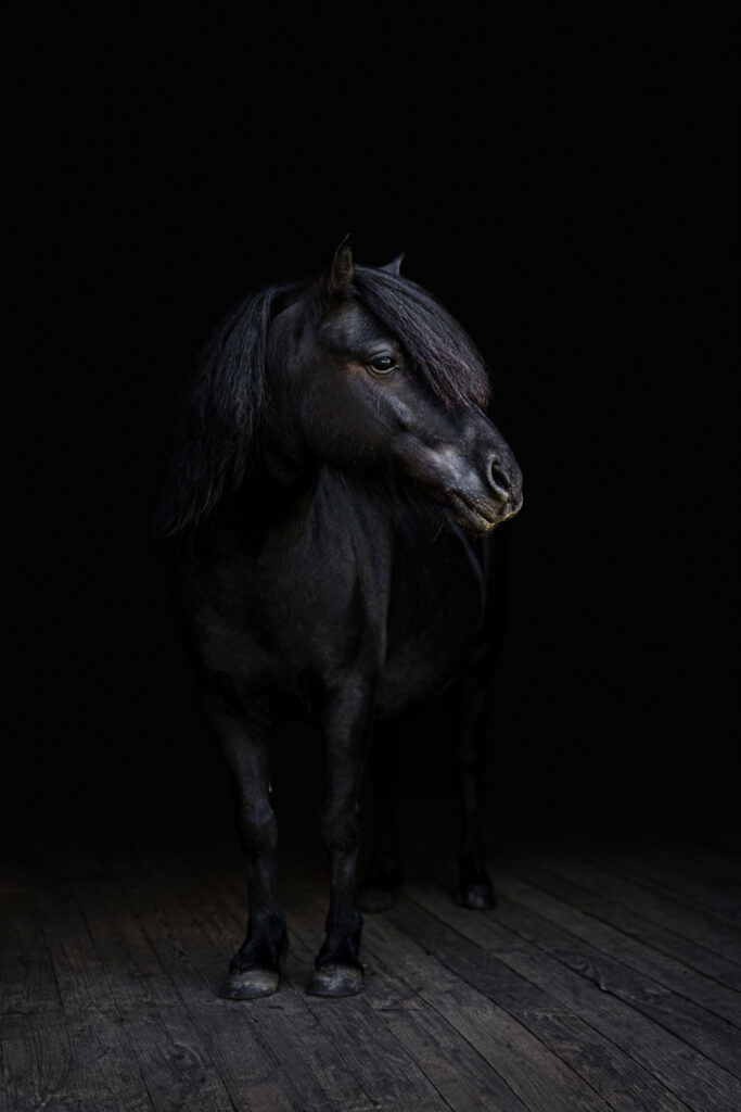 Ein schwarzes Pferd steht in einem dunklen Raum.