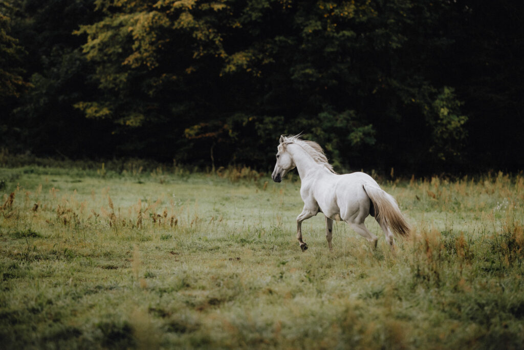Ein weißes Pferd galoppiert durch eine Wiese.