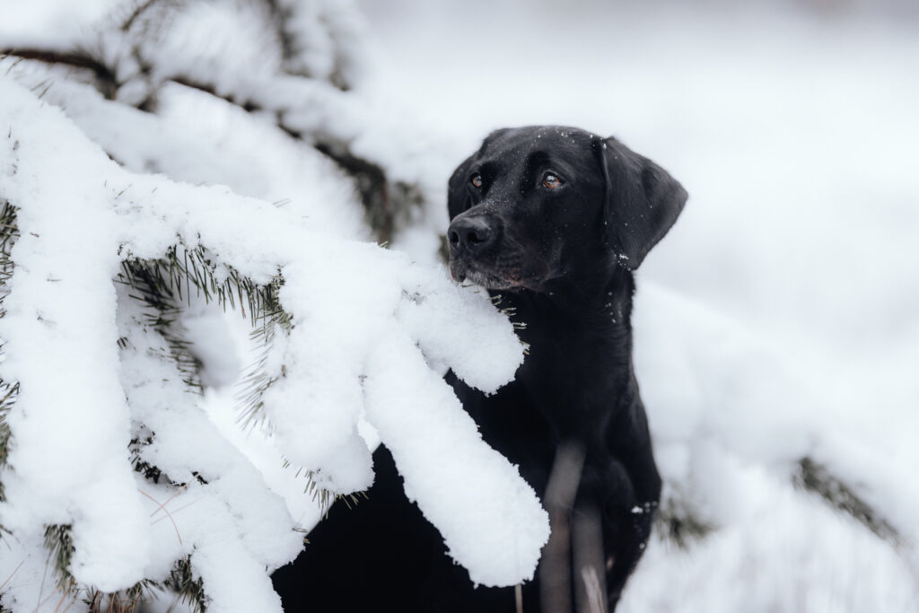 Ein schwarzer Hund schaut durch schneebedeckte Zweige im Wald