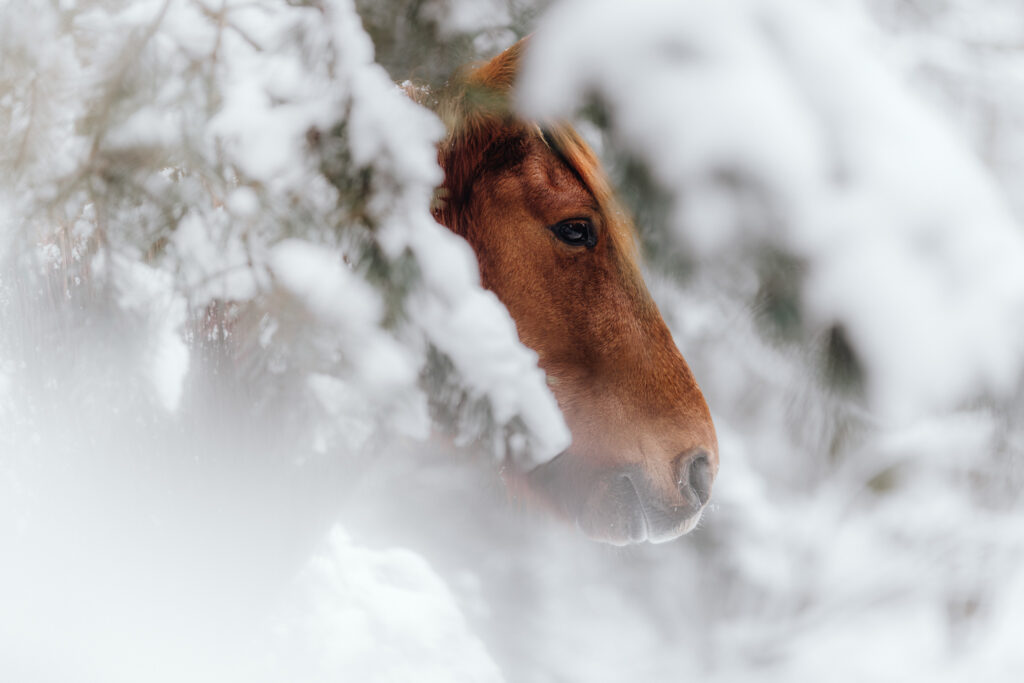 Das Gesicht eines roten Pferdes schaut hinter schneebedeckten Zweigen hervor